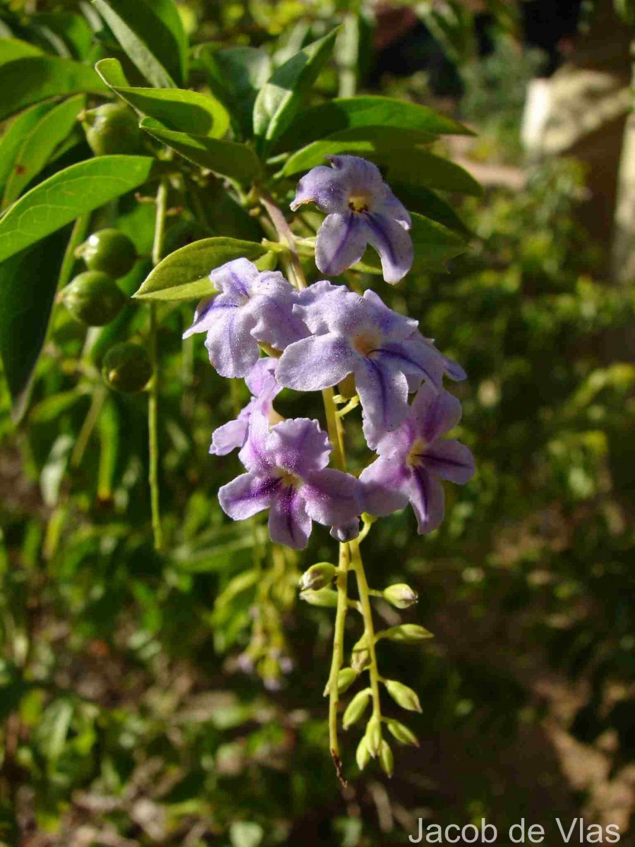 Duranta erecta L.